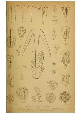 Reproducción/Reproduction 41310217294: Proceedings of the Zoological Society of London.. London :Academic Press, [etc.],1833-1965.. 