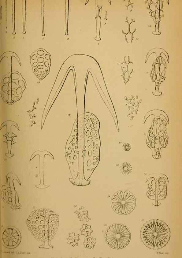 Reproducción/Reproduction 41310217294: Proceedings of the Zoological Society of London.. London :Academic Press, [etc.],1833-1965.. 