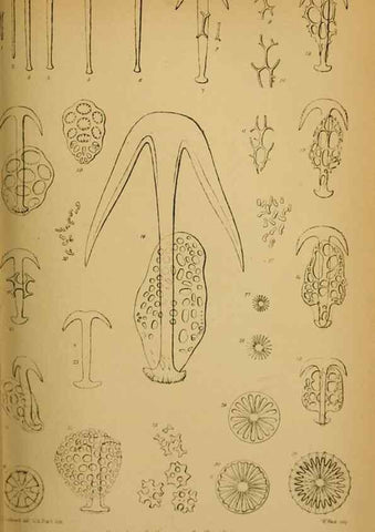 Reproducción/Reproduction 41310217294: Proceedings of the Zoological Society of London.. London :Academic Press, [etc.],1833-1965.. 