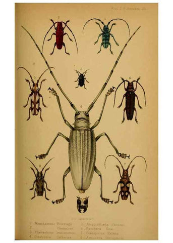 Reproducción/Reproduction 28157156438: Proceedings of the Zoological Society of London.. London :Academic Press, [etc.],1833-1965.. 