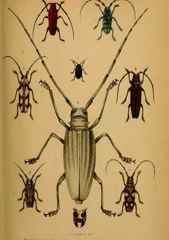 Reproducción/Reproduction 28157156438: Proceedings of the Zoological Society of London.. London :Academic Press, [etc.],1833-1965.. 