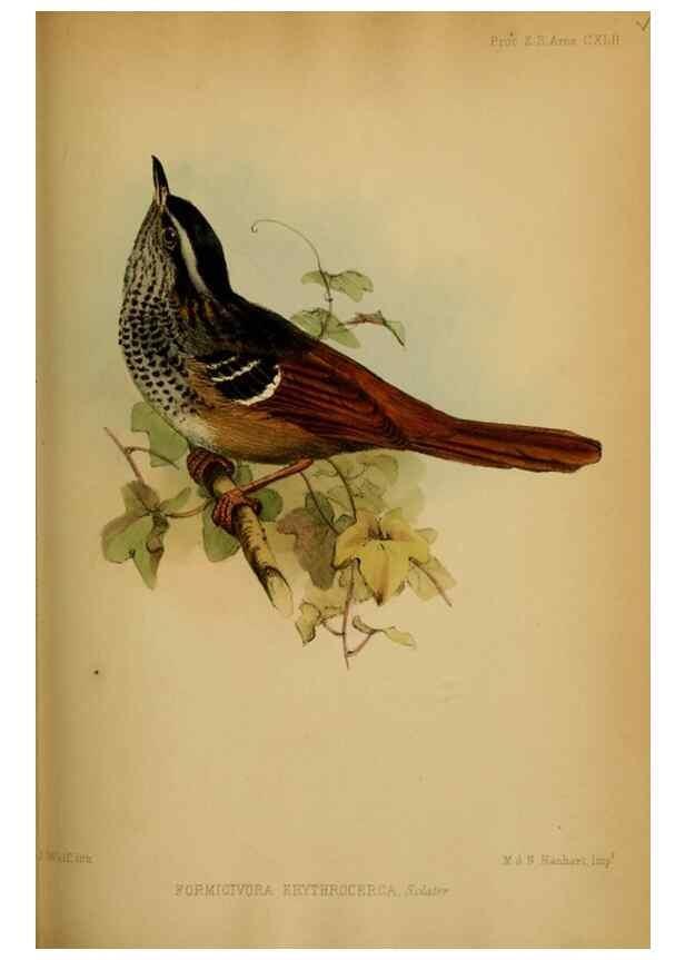 Reproducción/Reproduction 41130305875: Proceedings of the Zoological Society of London.. London :Academic Press, [etc.],1833-1965.. 
