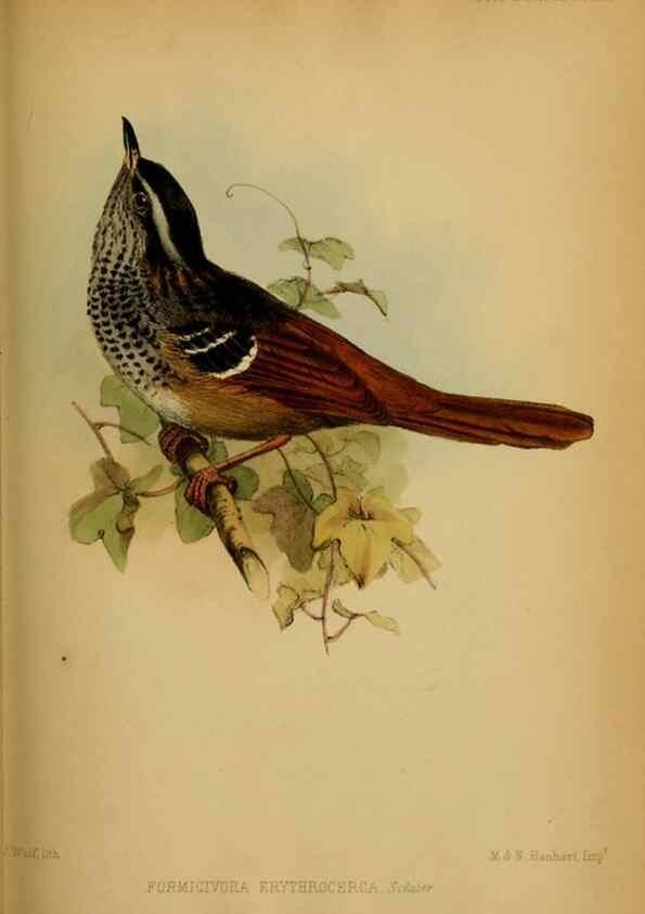 Reproducción/Reproduction 41130305875: Proceedings of the Zoological Society of London.. London :Academic Press, [etc.],1833-1965.. 