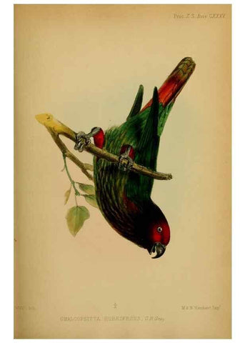 Reproducción/Reproduction 41985987792: Proceedings of the Zoological Society of London.. London :Academic Press, [etc.],1833-1965.. 