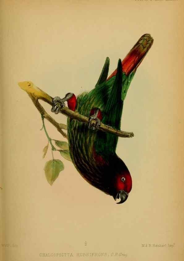 Reproducción/Reproduction 41985987792: Proceedings of the Zoological Society of London.. London :Academic Press, [etc.],1833-1965.. 