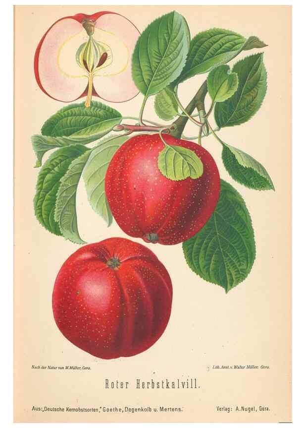 Reproducción/Reproduction 41541432144: Aepfel und Birnen,. Berlin,Paul Parey,1894.. 
