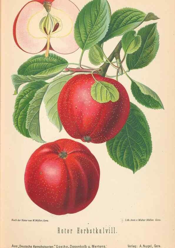 Reproducción/Reproduction 41541432144: Aepfel und Birnen,. Berlin,Paul Parey,1894.. 