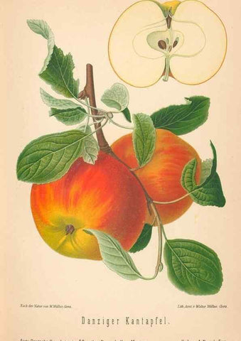 Reproducción/Reproduction 40456419590: Aepfel und Birnen,. Berlin,Paul Parey,1894.. 