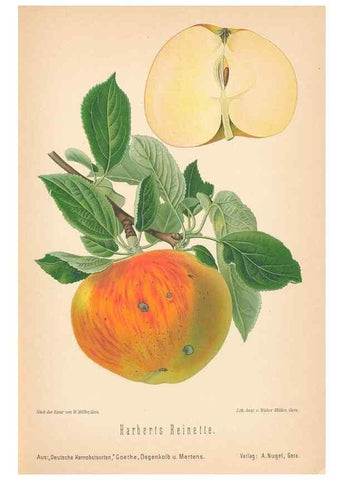 Reproducción/Reproduction 27392490537: Aepfel und Birnen,. Berlin,Paul Parey,1894.. 