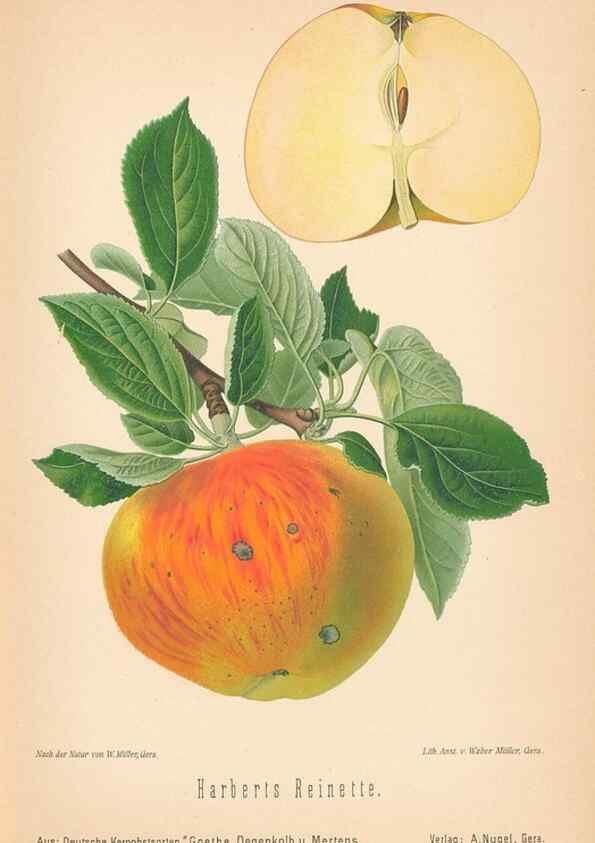 Reproducción/Reproduction 27392490537: Aepfel und Birnen,. Berlin,Paul Parey,1894.. 