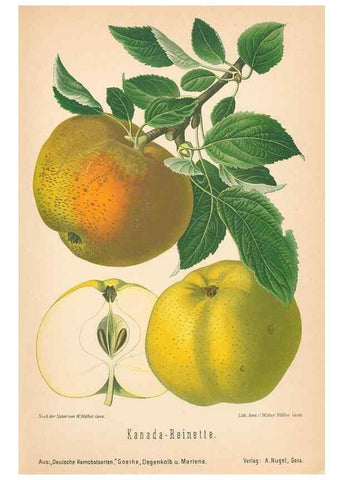 Reproducción/Reproduction 42216555622: Aepfel und Birnen,. Berlin,Paul Parey,1894.. 