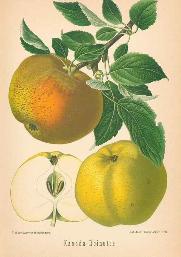 Reproducción/Reproduction 42216555622: Aepfel und Birnen,. Berlin,Paul Parey,1894.. 