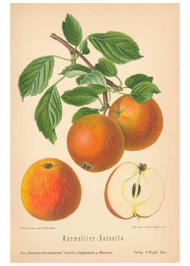 Reproducción/Reproduction 28389562008: Aepfel und Birnen,. Berlin,Paul Parey,1894.. 
