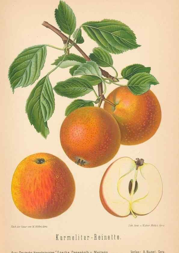 Reproducción/Reproduction 28389562008: Aepfel und Birnen,. Berlin,Paul Parey,1894.. 