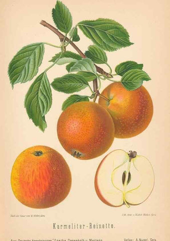 Reproducción/Reproduction 28389562008: Aepfel und Birnen,. Berlin,Paul Parey,1894.. 