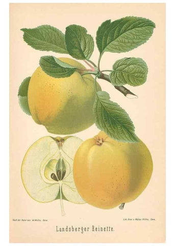 Reproducción/Reproduction 28389566118: Aepfel und Birnen,. Berlin,Paul Parey,1894.. 