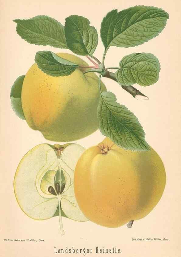 Reproducción/Reproduction 28389566118: Aepfel und Birnen,. Berlin,Paul Parey,1894.. 