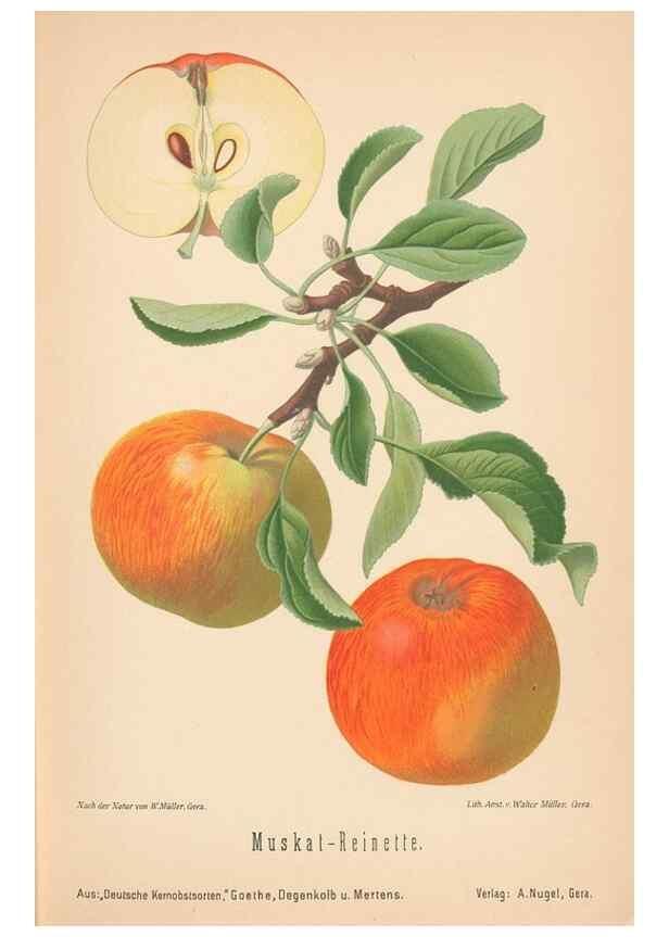 Reproducción/Reproduction 41361401235: Aepfel und Birnen,. Berlin,Paul Parey,1894.. 