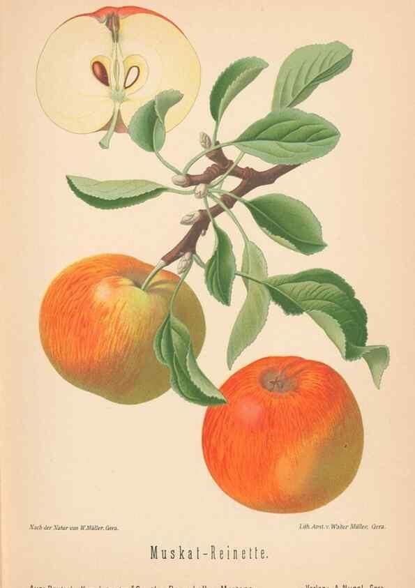 Reproducción/Reproduction 41361401235: Aepfel und Birnen,. Berlin,Paul Parey,1894.. 