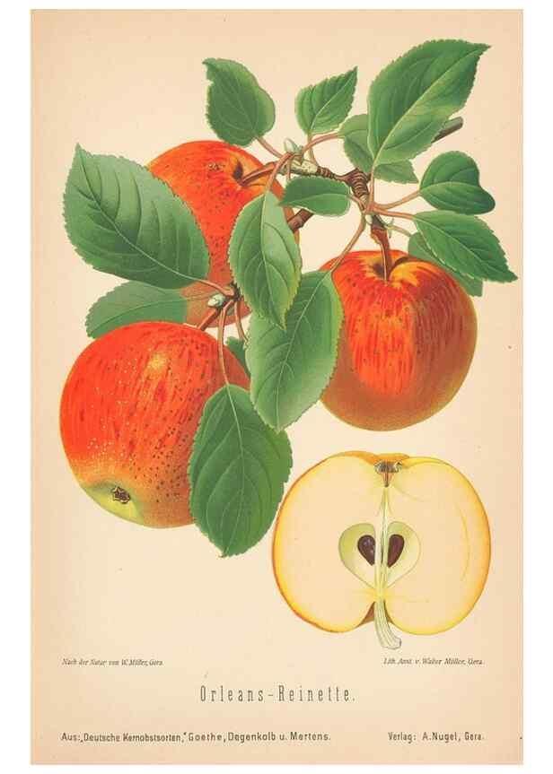 Reproducción/Reproduction 27392500327: Aepfel und Birnen,. Berlin,Paul Parey,1894.. 