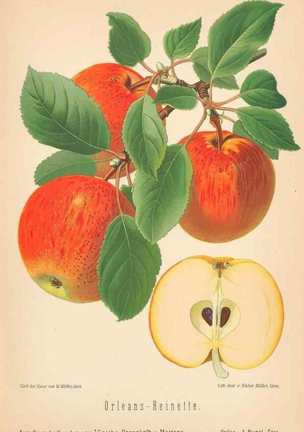 Reproducción/Reproduction 27392500327: Aepfel und Birnen,. Berlin,Paul Parey,1894.. 