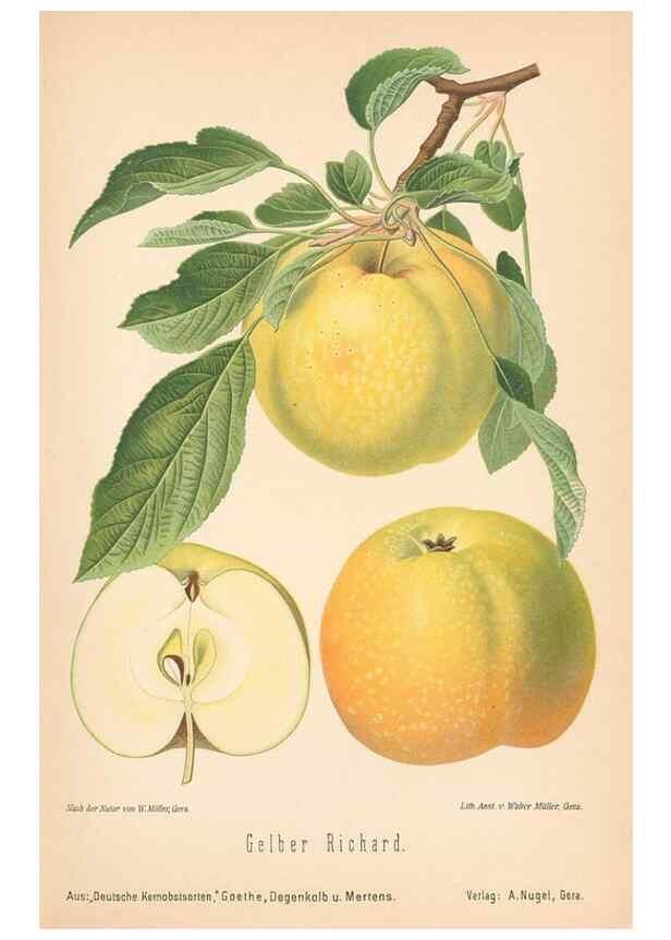 Reproducción/Reproduction 28389575048: Aepfel und Birnen,. Berlin,Paul Parey,1894.. 