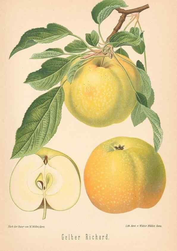 Reproducción/Reproduction 28389575048: Aepfel und Birnen,. Berlin,Paul Parey,1894.. 