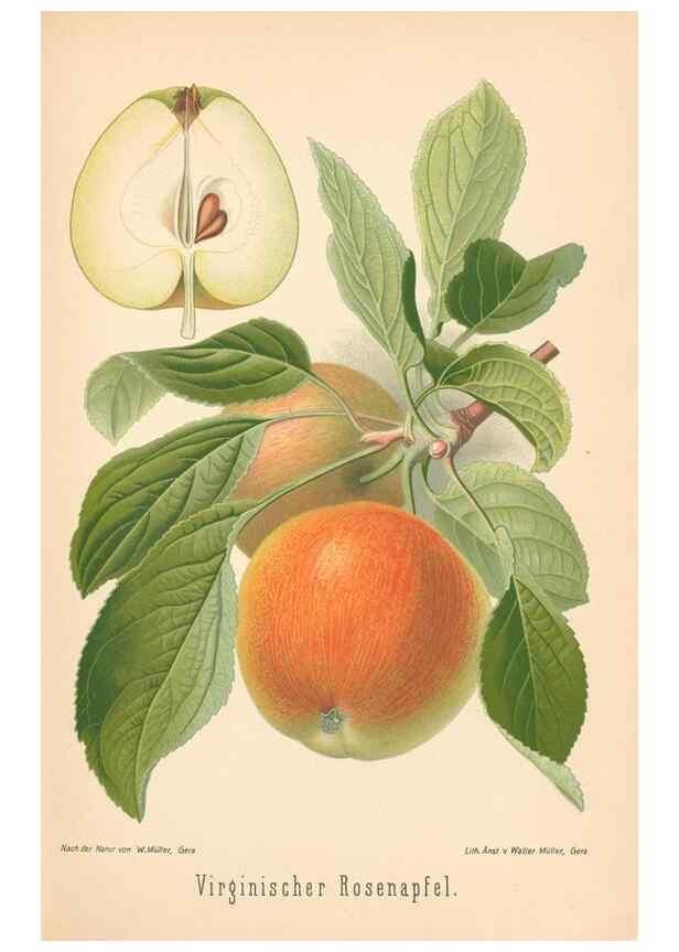 Reproducción/Reproduction 40456498190: Aepfel und Birnen,. Berlin,Paul Parey,1894.. 
