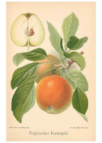 Reproducción/Reproduction 40456498190: Aepfel und Birnen,. Berlin,Paul Parey,1894.. 