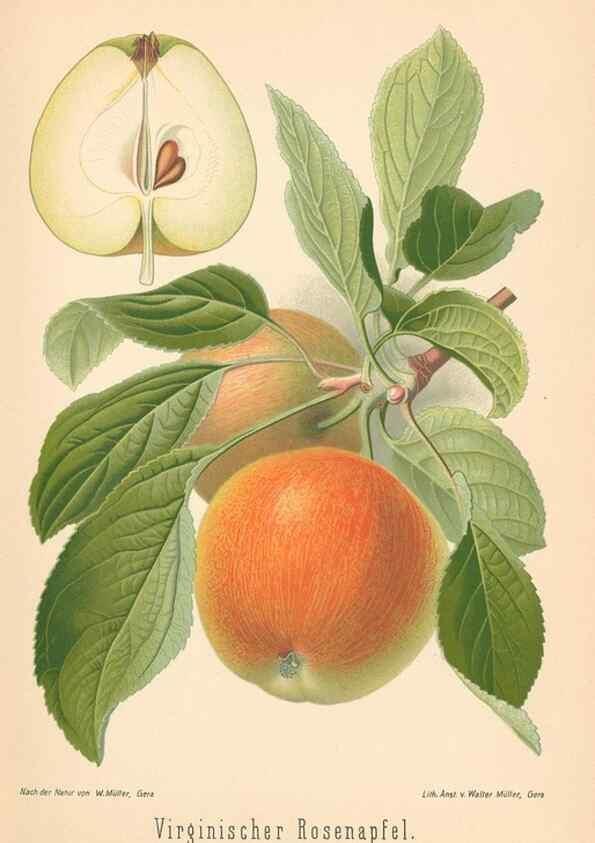 Reproducción/Reproduction 40456498190: Aepfel und Birnen,. Berlin,Paul Parey,1894.. 