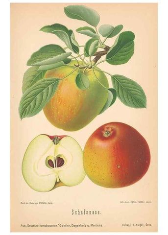 Reproducción/Reproduction 41541515254: Aepfel und Birnen,. Berlin,Paul Parey,1894.. 