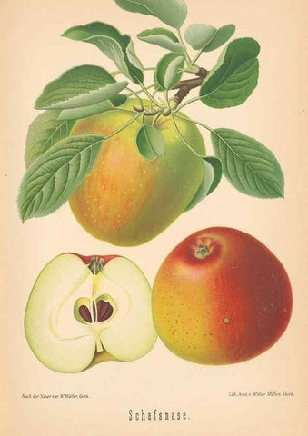 Reproducción/Reproduction 41541515254: Aepfel und Birnen,. Berlin,Paul Parey,1894.. 