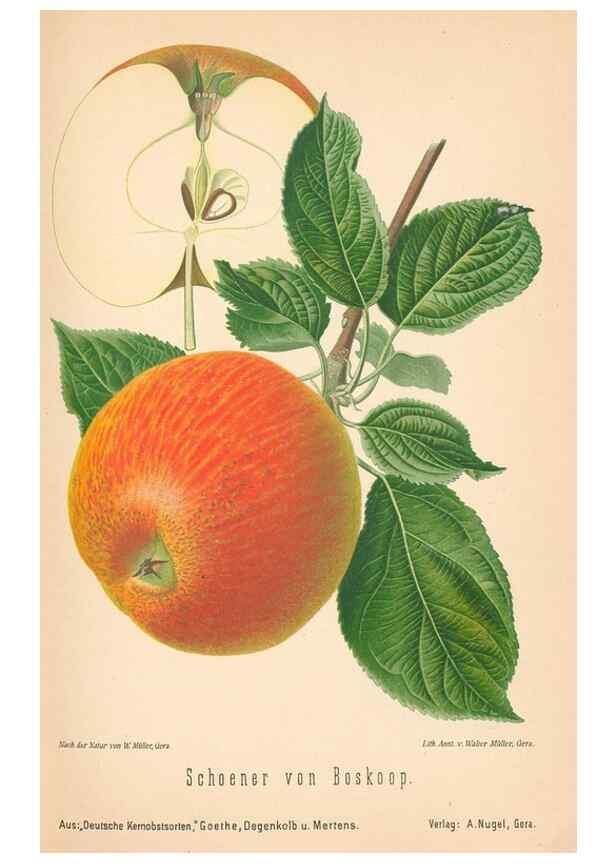 Reproducción/Reproduction 41541518744: Aepfel und Birnen,. Berlin,Paul Parey,1894.. 