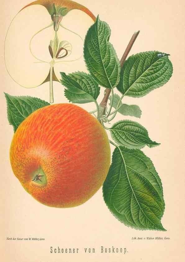 Reproducción/Reproduction 41541518744: Aepfel und Birnen,. Berlin,Paul Parey,1894.. 