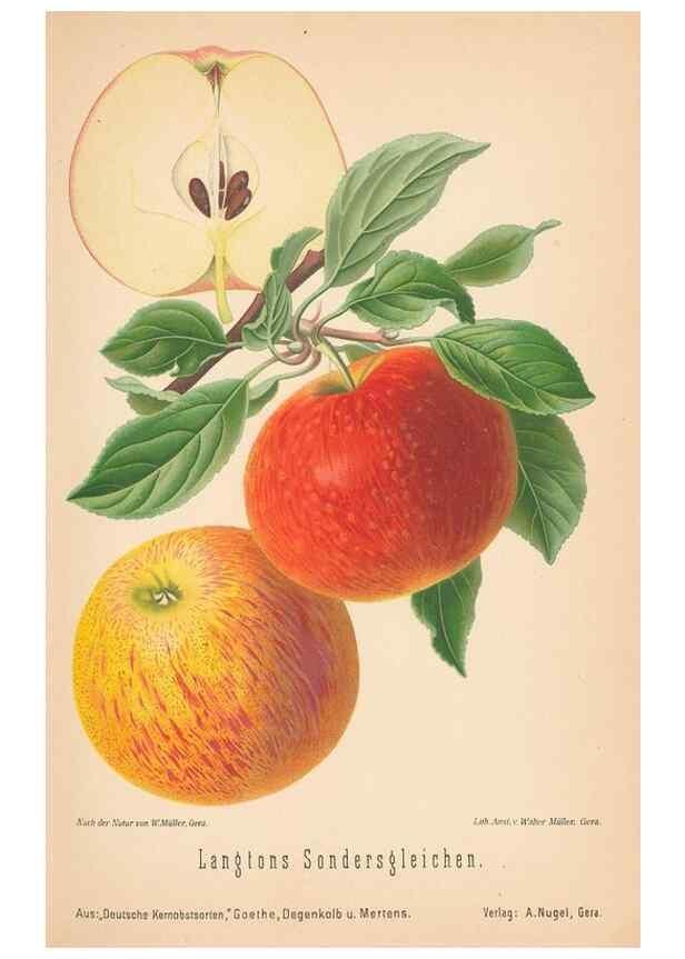 Reproducción/Reproduction 41541522744: Aepfel und Birnen,. Berlin,Paul Parey,1894.. 
