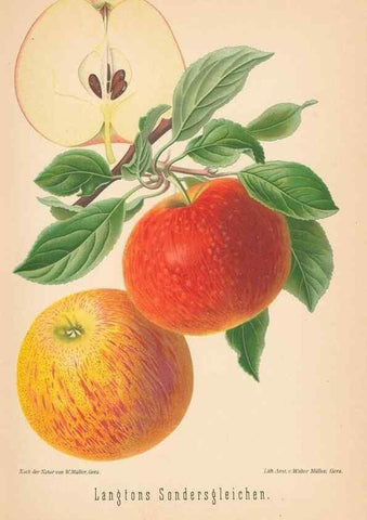 Reproducción/Reproduction 41541522744: Aepfel und Birnen,. Berlin,Paul Parey,1894.. 