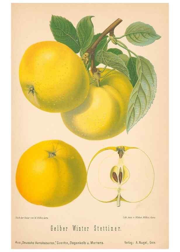 Reproducción/Reproduction 27392517297: Aepfel und Birnen,. Berlin,Paul Parey,1894.. 