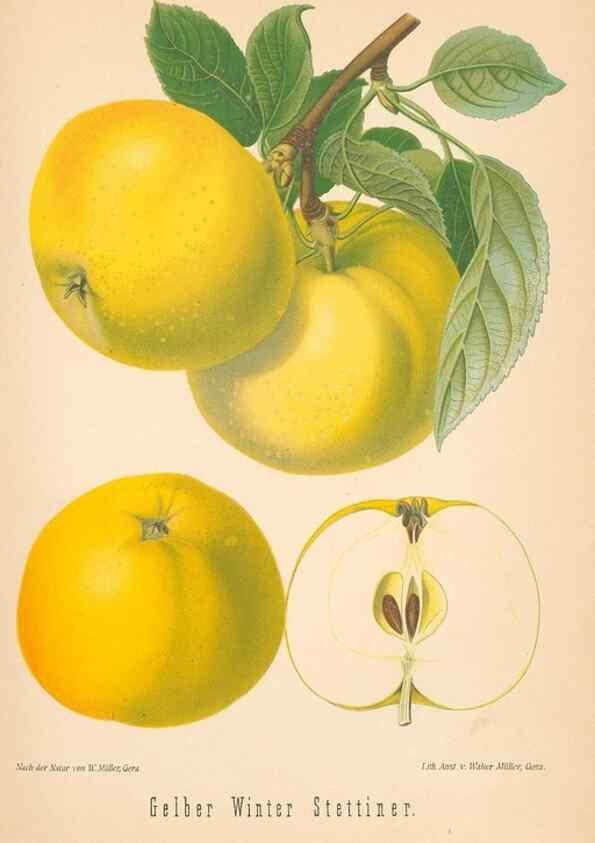 Reproducción/Reproduction 27392517297: Aepfel und Birnen,. Berlin,Paul Parey,1894.. 