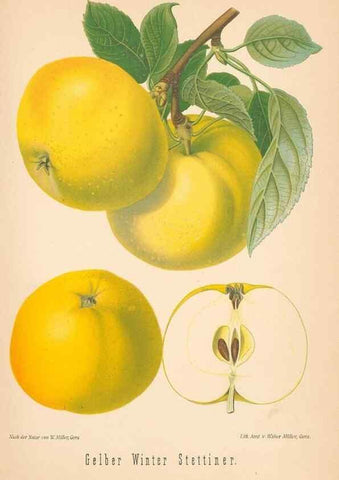 Reproducción/Reproduction 27392517297: Aepfel und Birnen,. Berlin,Paul Parey,1894.. 