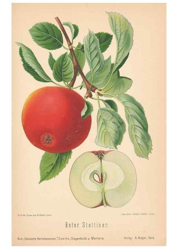 Reproducción/Reproduction 27392520157: Aepfel und Birnen,. Berlin,Paul Parey,1894.. 