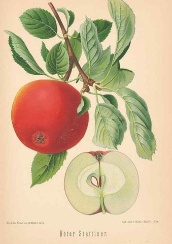 Reproducción/Reproduction 27392520157: Aepfel und Birnen,. Berlin,Paul Parey,1894.. 