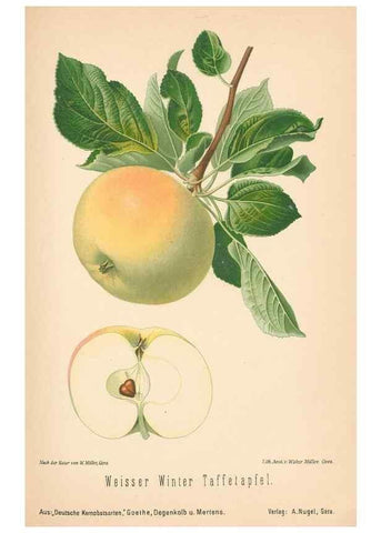 Reproducción/Reproduction 42263389621: Aepfel und Birnen,. Berlin,Paul Parey,1894.. 