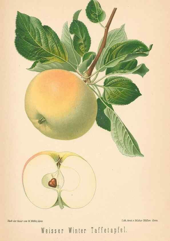 Reproducción/Reproduction 42263389621: Aepfel und Birnen,. Berlin,Paul Parey,1894.. 