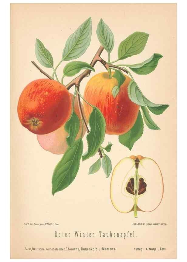 Reproducción/Reproduction 27392524647: Aepfel und Birnen,. Berlin,Paul Parey,1894.. 