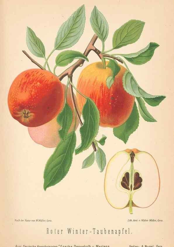Reproducción/Reproduction 27392524647: Aepfel und Birnen,. Berlin,Paul Parey,1894.. 
