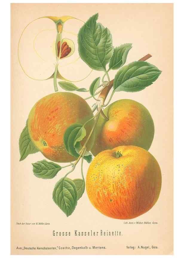 Reproducción/Reproduction 40456471890: Aepfel und Birnen,. Berlin,Paul Parey,1894.. 
