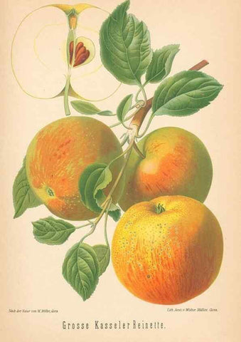 Reproducción/Reproduction 40456471890: Aepfel und Birnen,. Berlin,Paul Parey,1894.. 