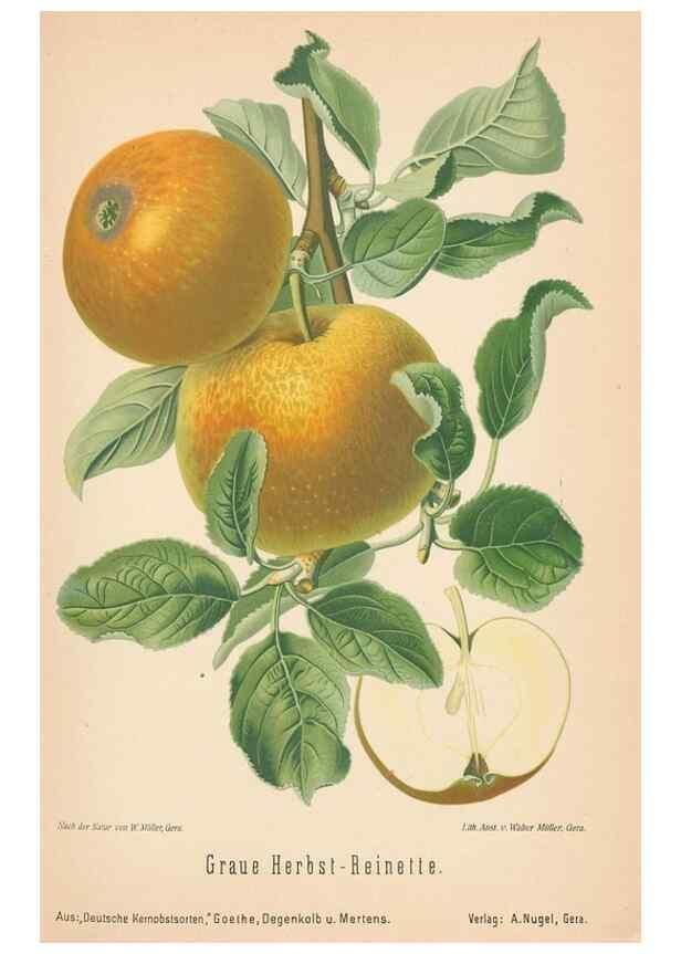 Reproducción/Reproduction 42263353661: Aepfel und Birnen,. Berlin,Paul Parey,1894.. 