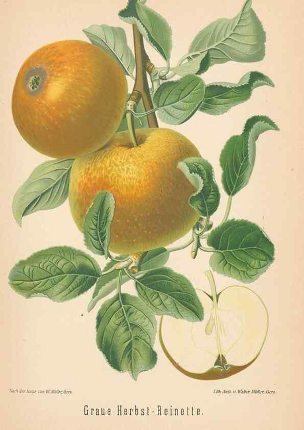 Reproducción/Reproduction 42263353661: Aepfel und Birnen,. Berlin,Paul Parey,1894.. 