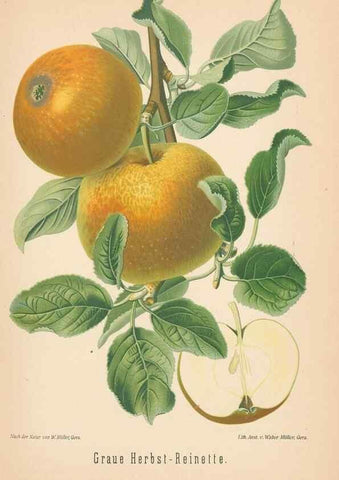 Reproducción/Reproduction 42263353661: Aepfel und Birnen,. Berlin,Paul Parey,1894.. 